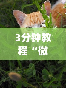 3分钟教程“微乐家乡麻将万能开挂器 代发飞机”(曝光透视必备猫腻)