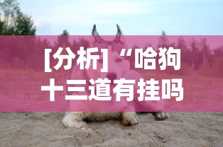 [分析]“哈狗十三道有挂吗”事实上确实有挂