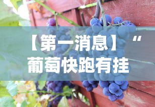 【第一消息】“葡萄快跑有挂吗”(其实是有挂)