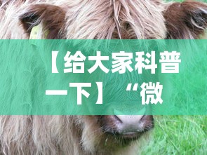【给大家科普一下】“微信斗牛开挂神器下载安装”开挂神器{透视辅助}全揭秘